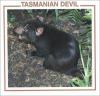 Tasmanian_devil