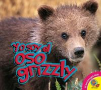 Oso_grizzly