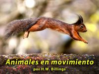 Animales_en_movimiento