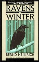 Ravens_in_winter